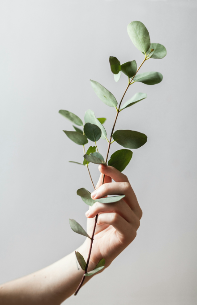 A hand holding a branch with leaves
